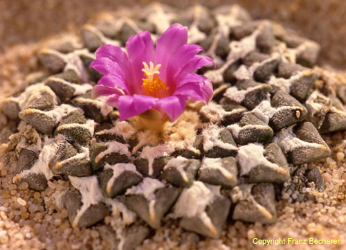 Ariocarpus kotschoubeyanus v elephantidens