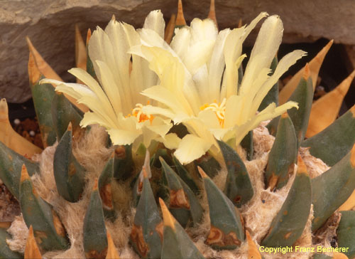 Ariocarpus trigonus