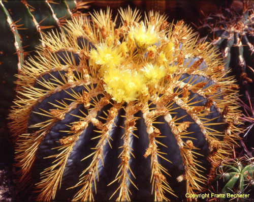 Ferocactus glaucescens gr