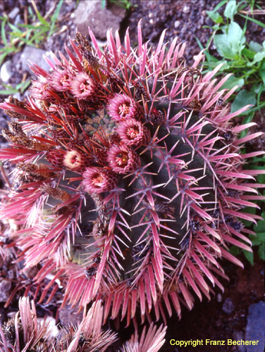 Ferocactus recurvus v. nobilis