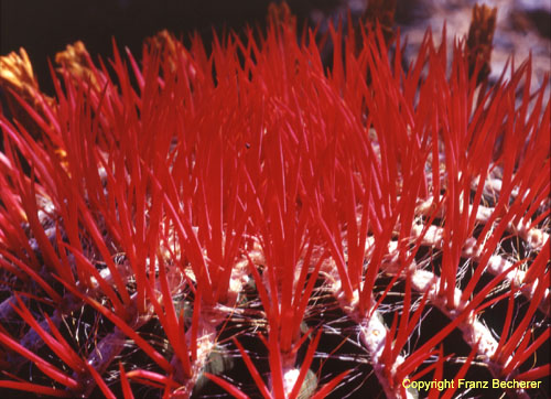 Ferocactus steinesii Dornen rot