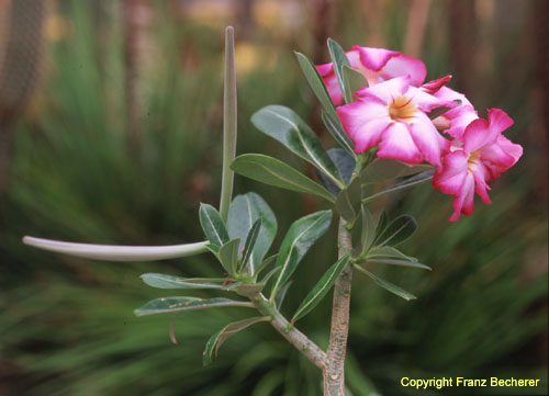 Adenium obesum 4 Blüte Frucht