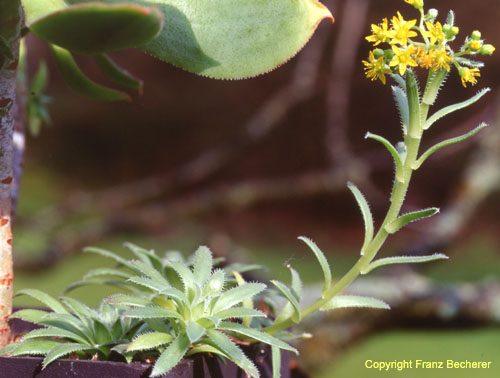 Aeonium simsii 2